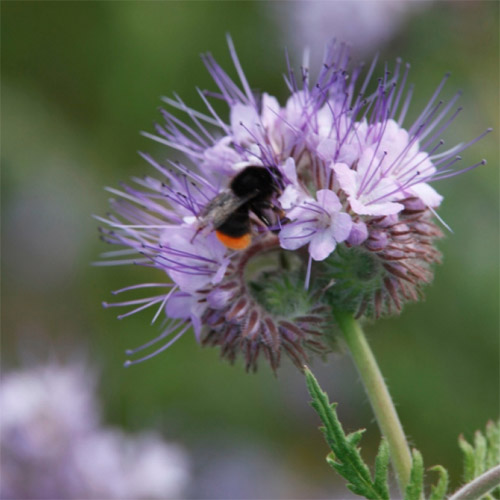 Bienen- und Schmetterlingsweide fr Randstreifen z.B. in Maisckern