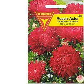 Rosen-Aster Leuchtfeuer, rubinrot