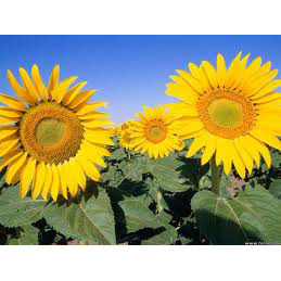 Sonnenblumen - die preiswerte Zwischenfrucht und Wildäsung