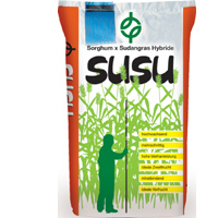 Hybrid-Sudangras Susu - Die echte Alternative zum Mais